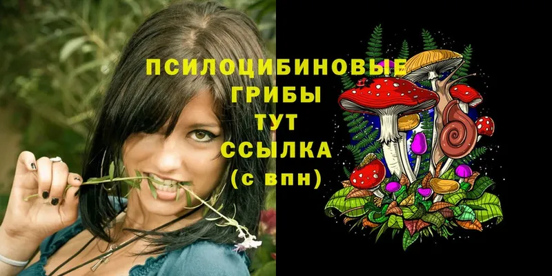 blacksprut зеркало  Советская Гавань  Псилоцибиновые грибы Cubensis  как найти  